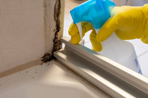 Certified Mold Removal in La Verkin, UT