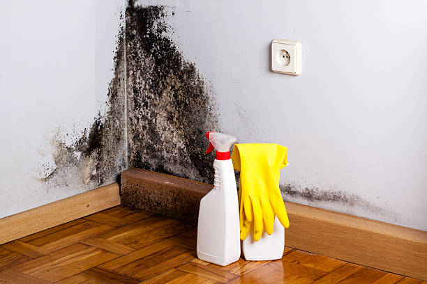 Best Mold Removal Company Near Me  in La Verkin, UT